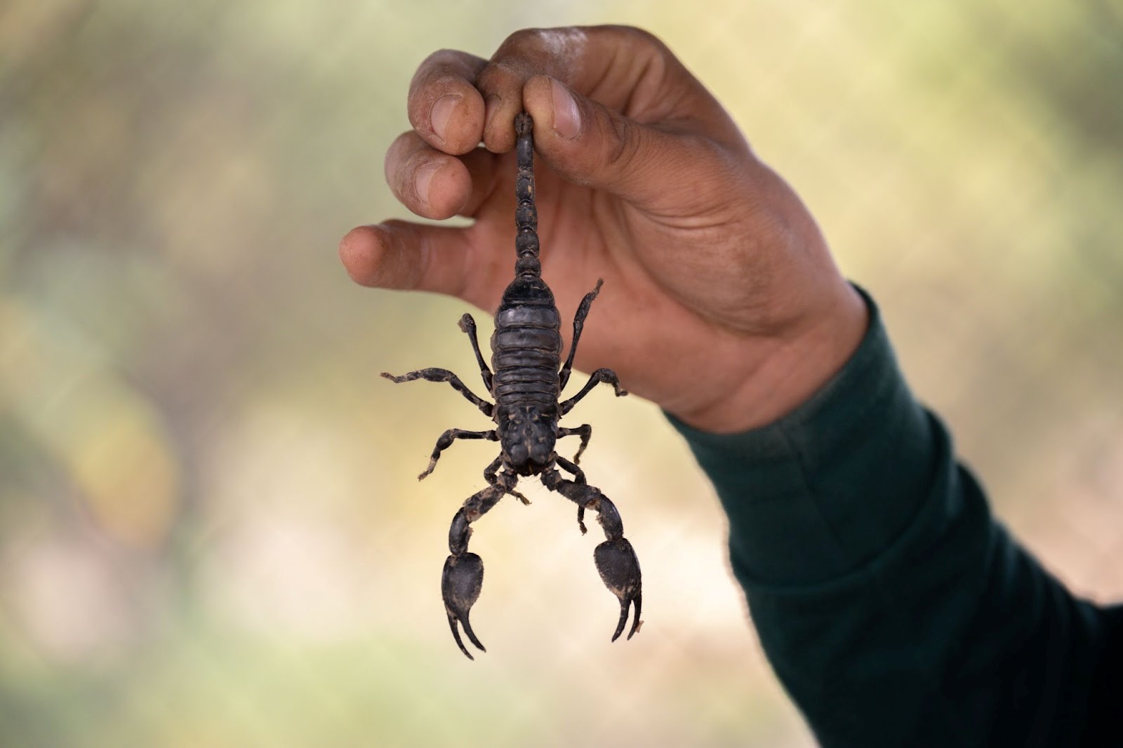 Easy Tips To Get Rid of Scorpions